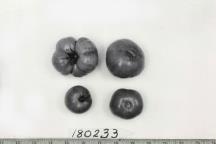 Click for 1 image(s) for this accession. FRUIT